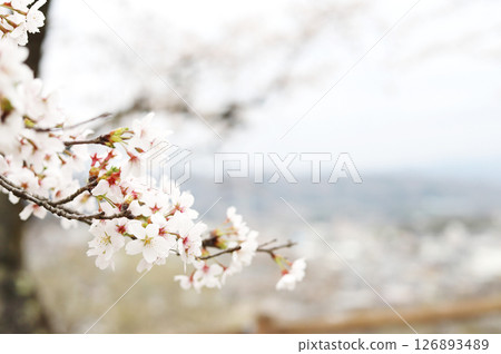 陰天盛開的櫻花 126893489