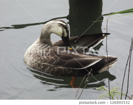 一隻斑嘴鴨在東京大田區的洗足池裡梳理羽毛 一隻斑嘴鴨在東京大田區的洗足池裡梳理羽毛 126893532