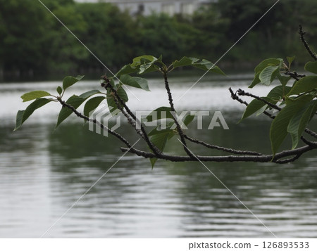 東京大田區洗足池，水面上伸展的樹枝 126893533