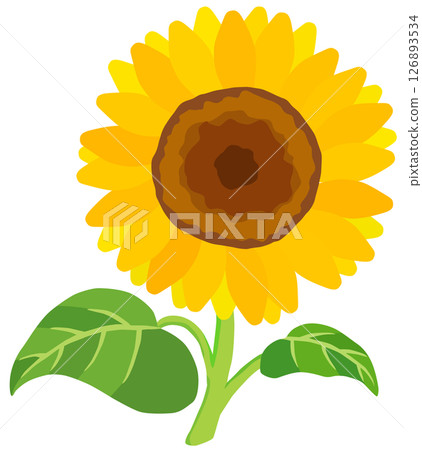 Sunflower illustration vector material 126893534