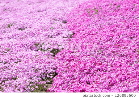 Colorful moss phlox blooming like a carpet of flowers 126893600