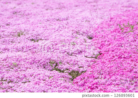 Colorful moss phlox blooming like a carpet of flowers Colorful moss phlox blooming like a carpet of flowers 126893601