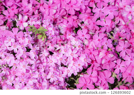 Colorful mosquito cherry blossoms Colorful mosquito cherry blossoms 126893602