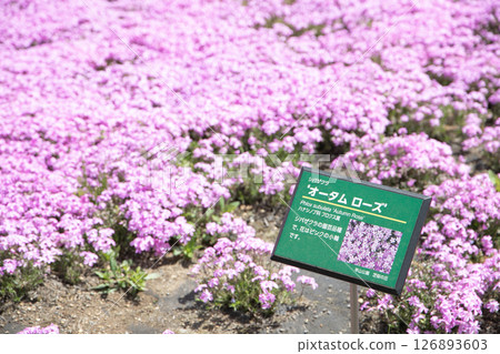 Pink Moss Phlox (Autumn Rose) Pink Moss Phlox (Autumn Rose) 126893603