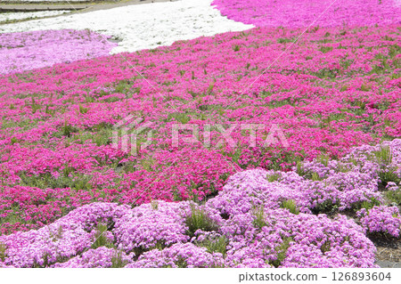 Colorful moss phlox blooming like a carpet of flowers Colorful moss phlox blooming like a carpet of flowers 126893604