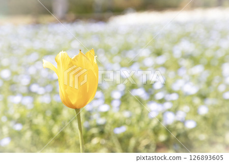 開花在春天花圃裡的黃色鬱金香 126893605