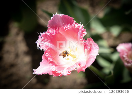 Fringed pink tulips and a bee Fringed pink tulips and a bee 126893636