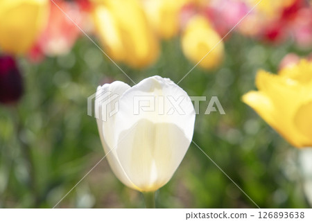 春天陽光下盛開的白色鬱金香 126893638