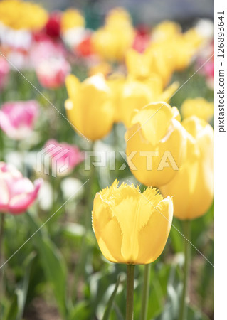 Yellow fringed tulips blooming in the spring sunshine Yellow fringed tulips blooming in the spring sunshine 126893641