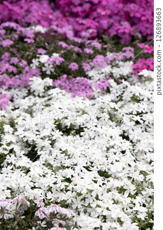 Vivid and colorful moss phlox 126893663