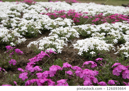 Vivid and colorful moss phlox 126893664