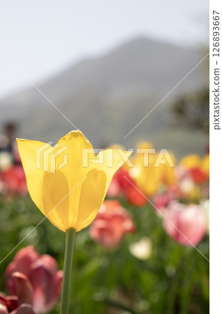 春日陽光下盛開的鬱金香和武甲山(埼玉縣秩父市) 春日陽光下盛開的鬱金香和武甲山(埼玉縣秩父市) 126893667