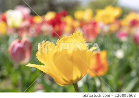 Yellow tulips blooming in the spring sunshine Yellow tulips blooming in the spring sunshine 126893668