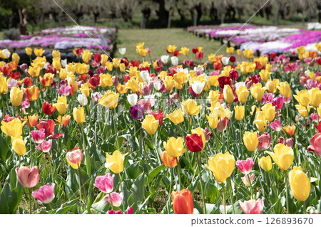 Tulips blooming in the spring sunshine 126893670