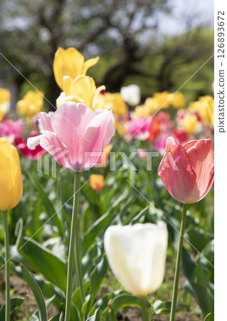 Tulips blooming in the spring sunshine 126893672