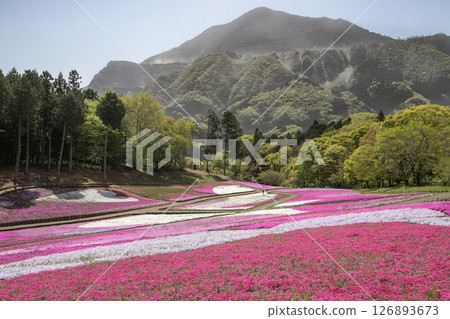 A field of moss pinks blooming in the spring sunshine and Mt. Buko, which stands majestically despite losing its original appearance due to limestone mining: Chichibu, Saitama Prefecture 126893673