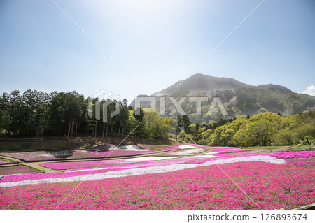 A field of moss pinks blooming in the spring sunshine and Mt. Buko, which stands majestically despite losing its original appearance due to limestone mining: Chichibu, Saitama Prefecture A field of moss pinks blooming in the spring sunshine and Mt. Buko, which stands majestically despite losing its original appearance due to limestone mining: Chichibu, Saitama Prefecture 126893674