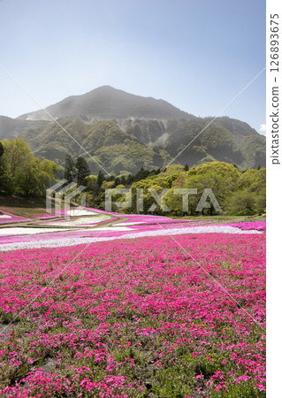 A field of moss pinks blooming in the spring sunshine and Mt. Buko, which stands majestically despite losing its original appearance due to limestone mining: Chichibu, Saitama Prefecture 126893675