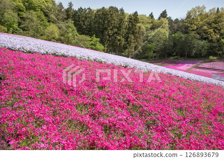 Vividly blooming moss phlox 126893679