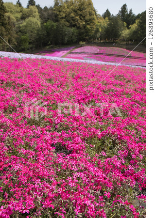 Colorful moss phlox blooming like a carpet of flowers 126893680