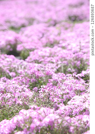 Pink moss phlox in full bloom 126893687