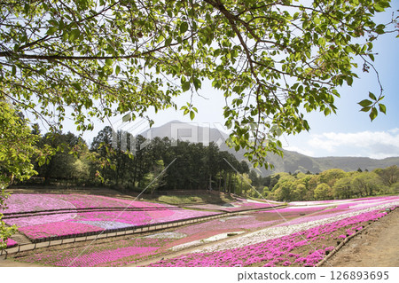 Moss pinks and Mount Buko seen from the shade of a tree (Chichibu City, Saitama Prefecture) Moss pinks and Mount Buko seen from the shade of a tree (Chichibu City, Saitama Prefecture) 126893695