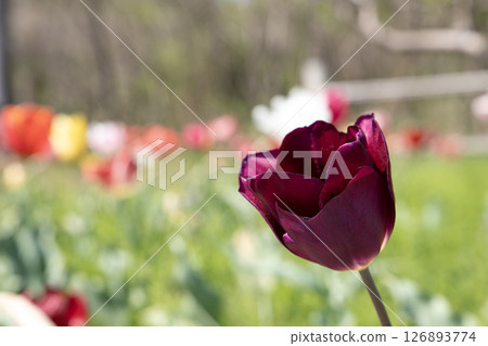 Crimson tulips blooming in a spring flower field Crimson tulips blooming in a spring flower field 126893774