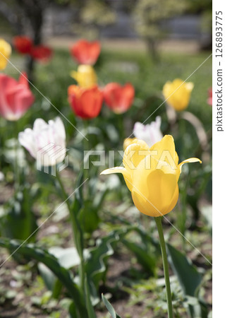 Yellow tulips blooming in a flowerbed in the spring backlight Yellow tulips blooming in a flowerbed in the spring backlight 126893775