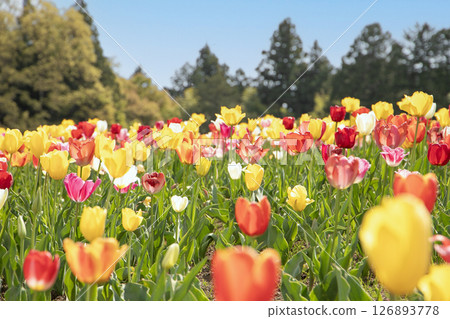Colorful tulip flower field 126893778