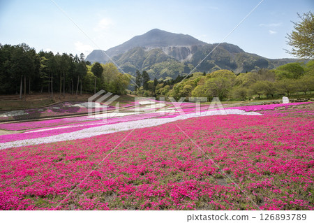 Colorful moss phlox blooming under the blue spring sky and the majestic Mount Buko (Chichibu City, Saitama Prefecture) 126893789