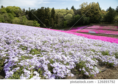 Colorful moss phlox blooming all over the place Colorful moss phlox blooming all over the place 126893792