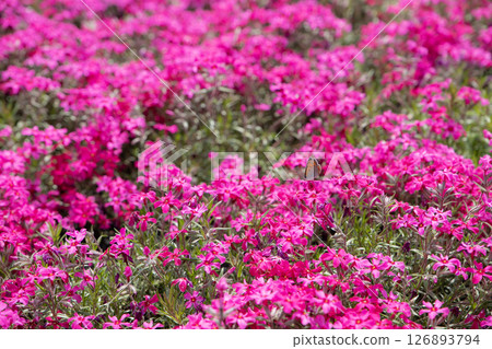 Pink moss phlox and butterfly (Cobia gracilis) Pink moss phlox and butterfly (Cobia gracilis) 126893794