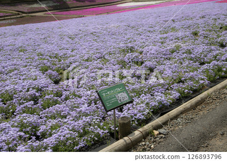 Purple moss phlox (Oakington Blue) blooming all over the place Purple moss phlox (Oakington Blue) blooming all over the place 126893796