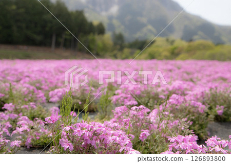 Pink moss phlox blooming at the foot of the mountain 126893800
