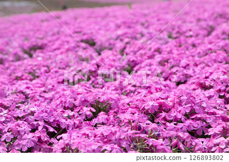 Brilliant pink shibasaki cherry blossoms Brilliant pink shibasaki cherry blossoms 126893802