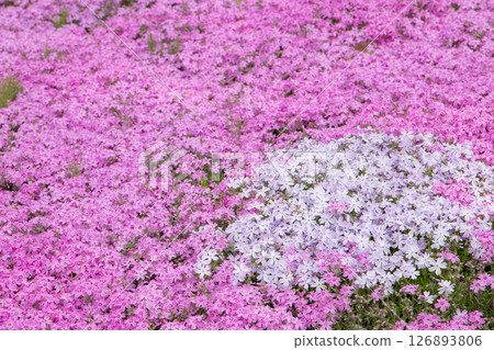 Pink and purple moss phlox blooming all over the place Pink and purple moss phlox blooming all over the place 126893806