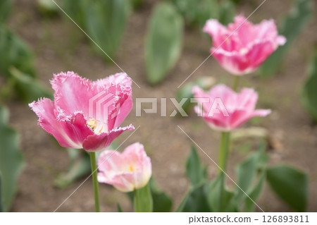 Pink fringed tulips blooming in a flowerbed Pink fringed tulips blooming in a flowerbed 126893811