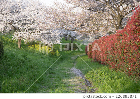 A cherry blossom path bathed in the spring sunset A cherry blossom path bathed in the spring sunset 126893871