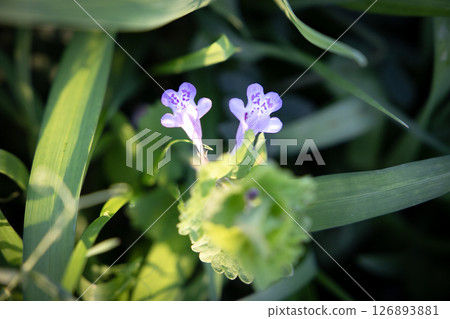 Small purple flowers (Kakidooshi) blooming in the grass in spring Small purple flowers (Kakidooshi) blooming in the grass in spring 126893881