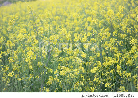 A field of rape blossoms in early spring 126893883