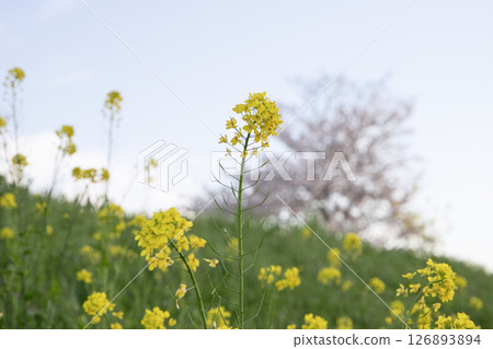 Rape blossoms blooming on a bank with cherry blossoms in the background Rape blossoms blooming on a bank with cherry blossoms in the background 126893894