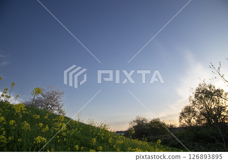 Rape blossoms and cherry blossoms blooming in the evening sky as the sun sets Rape blossoms and cherry blossoms blooming in the evening sky as the sun sets 126893895