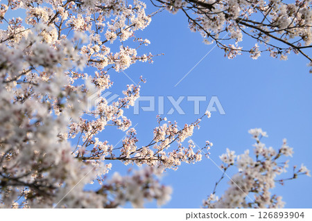 Cherry blossoms blooming in the blue spring sky Cherry blossoms blooming in the blue spring sky 126893904