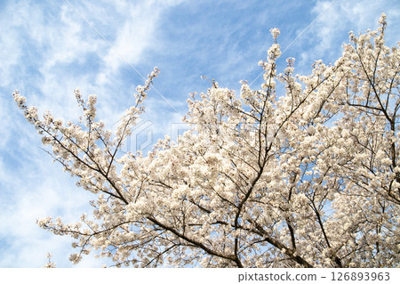 Cherry blossoms in full bloom in the blue sky in spring 126893963