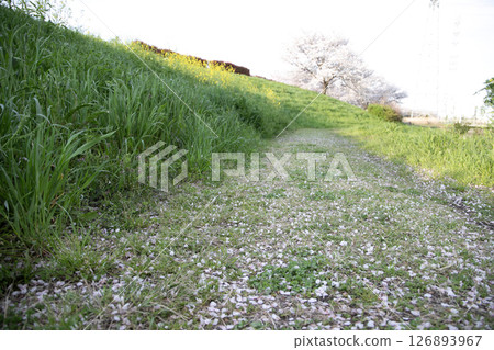 櫻花飄落的河岸小路 126893967