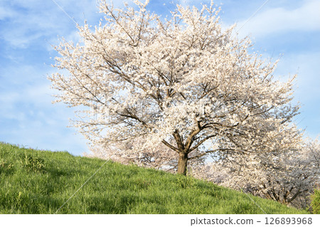 Cherry blossoms in full bloom in the blue sky in spring 126893968