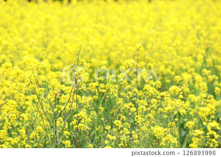 Rape blossoms blooming in the spring sunshine 126893998