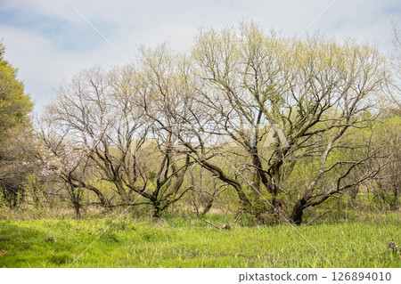 Trees standing in a marsh starting to sprout in the spring sunshine Trees standing in a marsh starting to sprout in the spring sunshine 126894010