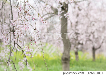 垂枝櫻花和油菜花在新綠中盛開 126894011