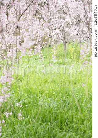 Weeping cherry blossoms and rape blossoms in full bloom amidst fresh greenery 126894015
